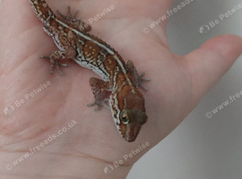 CB26 Male Pictus geckos