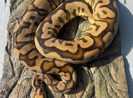 Male Spotnose sugar clown