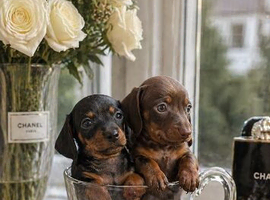 Miniature dachshund puppies