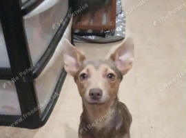 Adult jack Russell