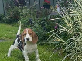 Beagle Pups for sale