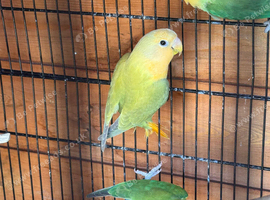 Proven pair of breeding love birds & one baby