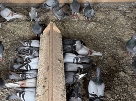 Pigeons