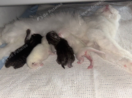 Maine coon baby&rsquo;s