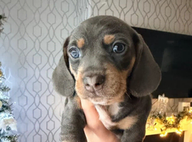 Family dogs first puppies - stunning Dachshunds