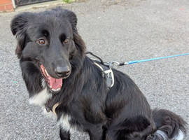 1 year old lovely border Collie x German shepherd