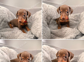 Miniature dachshund puppies chocolate and tan
