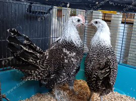 Silver Campine young pair