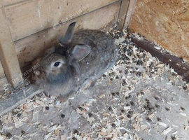 Female rabbit 1 year old