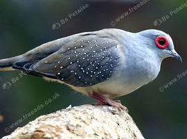 Diamond dove