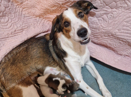 Beautiful Collie Cross Puppies (Border Collie x Rough Collie Mix)