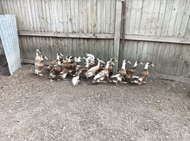 POL Indian Runner Ducks