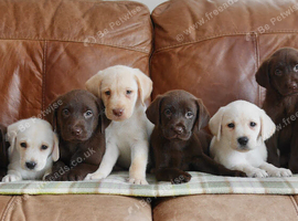 Beautiful Health Tested Labrador Puppies