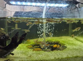 Lots of female endlers guppies