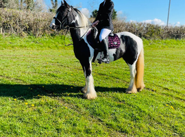 Millye the mini cob