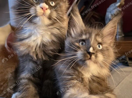 Gorgeous pedigree kittens