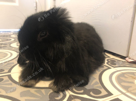Netherland dwarf lop doe female in black 12 weeks old and full set up for free roaming