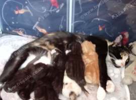 2 beautiful kittens for sale 1 male 1 female