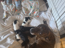 Fraffys Staffy cross