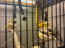 Canaries