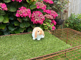 Pure bred mini lop baby rabbit.