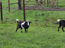 2x male pygmy goats