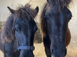 18months Shetland colts