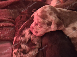 Patterpoo puppies