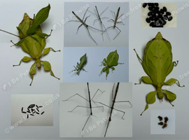 Various stick insect and leaf insect eggs - Several species - Delivery possible