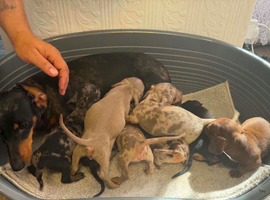 Miniature dachshund