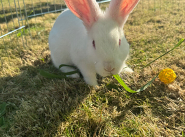New Zealand red and white rabbit