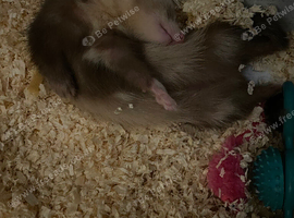 Looking ferrets Jill&rsquo;s nottm area