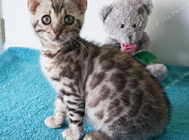 Gorgeous Bengal Rosette Kitten