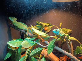 Male and female green basilisk