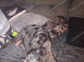 Puppies for sale