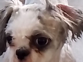 Shih Tzu stud