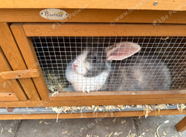Rabbit