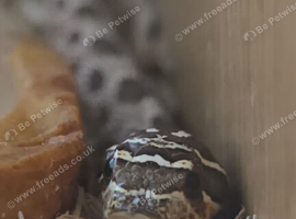 Make hognose