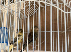 A pair of Raza Canary's for new home