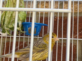 2 female and 3 male beautiful canaries