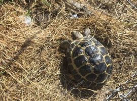 Rehome  tortoise