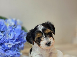 Purebred Biewer Terrier Puppies