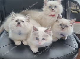 GCCF TICA beautiful Kittens Active