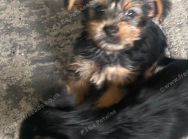 Female Yorkshire terrier puppy