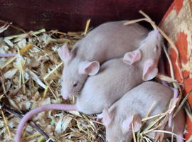 Beautiful fancy mice