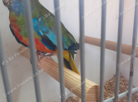 Splendid Parakeets 1 pair only
