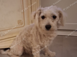 Maltesespitz  boy