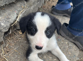 1 male sheep dog puppy