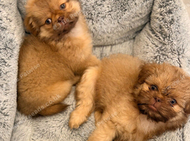 Shihtzu