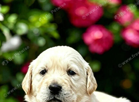 ️ ️kc golden retrievers health tested️